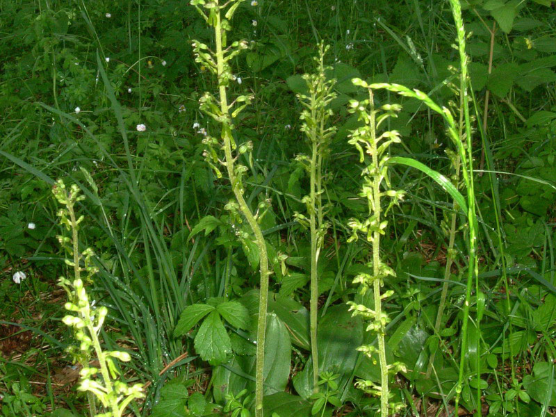 Neottia ovata (=Listera ovata)